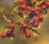 JT Kräuter Weiÿýorn.jpg